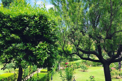 Giardino chiostro - 7